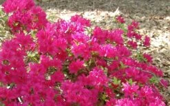 Autumn Sundance Encore Azalea - 1 Gallon Pot -Breeze Sprout Sales Encore Azalea Autumn Sundance 50