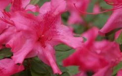 Autumn Sundance Encore Azalea - 1 Gallon Pot -Breeze Sprout Sales Encore Azalea Autumn Sundance 51