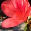 Autumn Sunset Encore Azalea - 1 Gallon Pot