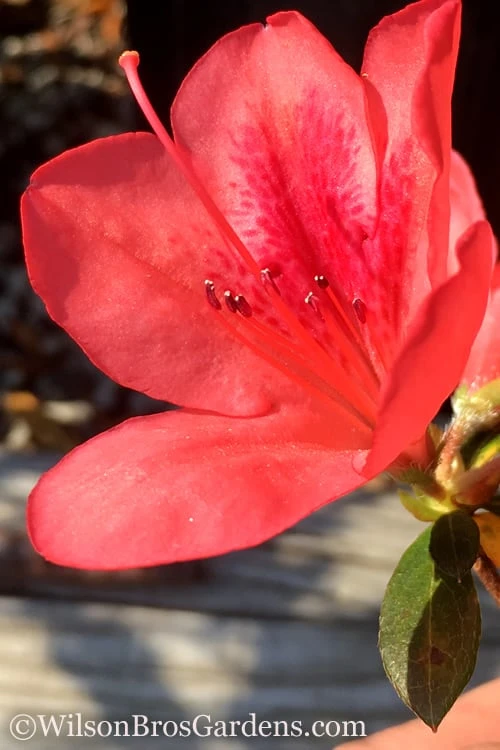 Autumn Sunset Encore Azalea - 1 Gallon Pot 1 Autumn Sunset Encore Azalea - 1 Gallon Pot