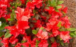 Autumn Sunset Encore Azalea - 1 Gallon Pot 10 Autumn Sunset Encore Azalea - 1 Gallon Pot -Breeze Sprout Sales Encore Azalea Autumn Sunset 5