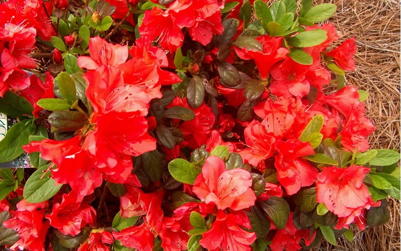 Autumn Sunset Encore Azalea - 1 Gallon Pot 5 Autumn Sunset Encore Azalea - 1 Gallon Pot - Image 5