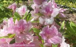 Autumn Sweetheart Encore Azalea - 1 Gallon Pot 7 Autumn Sweetheart Encore Azalea - 1 Gallon Pot -Breeze Sprout Sales Encore Azalea Autumn Sweetheart 51