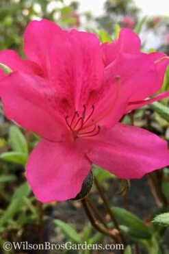 Autumn Carnival Encore Azalea - 1 Gallon Pot