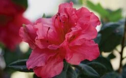 Autumn Rouge Encore Azalea - 1 Gallon Pot 8 Autumn Rouge Encore Azalea - 1 Gallon Pot -Breeze Sprout Sales Encore Azalea Autumn20Rouge