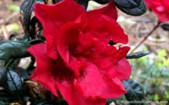 Autumn Fire Encore Azalea - 1 Gallon Pot -Breeze Sprout Sales Encore Azalea Fire