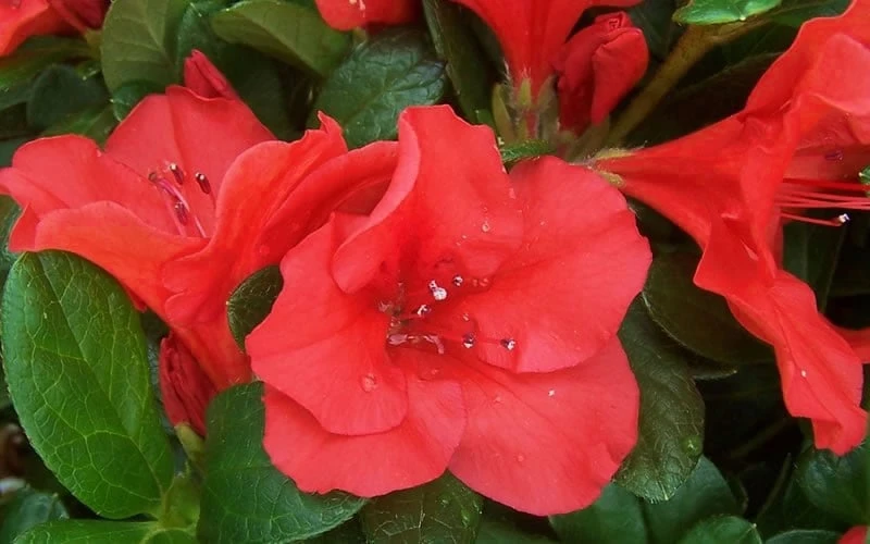 Autumn Sunset Encore Azalea - 1 Gallon Pot 6 Autumn Sunset Encore Azalea - 1 Gallon Pot - Image 6