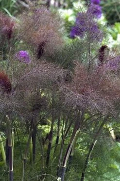 Bronze Fennel (Foeniculum Vulgare 'Purpureum') - 1 Gallon Pot -Breeze Sprout Sales Fennel Bronze 1