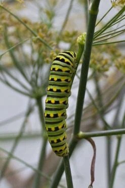 Bronze Fennel (Foeniculum Vulgare 'Purpureum') - 1 Gallon Pot -Breeze Sprout Sales Fennel Bronze 4