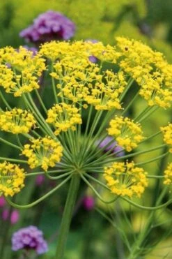 Bronze Fennel (Foeniculum Vulgare 'Purpureum') - 1 Gallon Pot -Breeze Sprout Sales Fennel Bronze 6