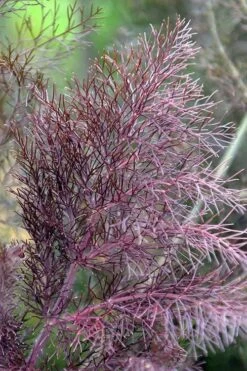 Bronze Fennel (Foeniculum Vulgare 'Purpureum') - 1 Gallon Pot -Breeze Sprout Sales Fennel Bronze 7