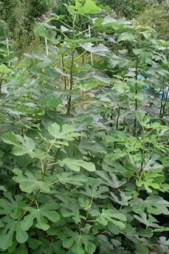 Black Mission Fig Tree - 1 Gallon Pot -Breeze Sprout Sales Fig Black Mission 5