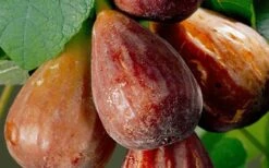 Brown Turkey Fig Tree - 6 Pack Of 1 Gallon Pots -Breeze Sprout Sales Fig Brown Turkey 20