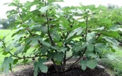 Chicago Cold Hardy Fig Tree - 5 Gallon Pot -Breeze Sprout Sales Fig Chicago Cold Hardy 1 2