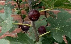 Chicago Cold Hardy Fig Tree - 6 Pack Of 1 Gallon Pots -Breeze Sprout Sales Fig Chicago Cold Hardy 4