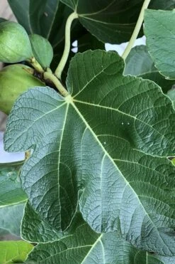 Italian Honey Fig Tree (Ficus Carica 'Lattarula') - 1 Gallon Pot 9 Italian Honey Fig Tree (Ficus Carica 'Lattarula') - 1 Gallon Pot -Breeze Sprout Sales Fig Ischia 3