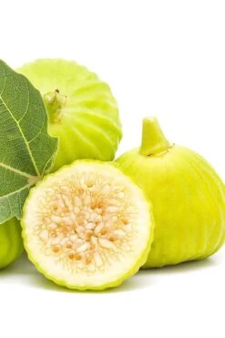 Italian Honey Fig Tree (Ficus Carica 'Lattarula') - 1 Gallon Pot 8 Italian Honey Fig Tree (Ficus Carica 'Lattarula') - 1 Gallon Pot -Breeze Sprout Sales Fig Lemon Italian Honey 2