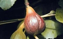 Magnolia Fig Tree - 1 Gallon Pot 7 Magnolia Fig Tree - 1 Gallon Pot -Breeze Sprout Sales Fig Magnolia