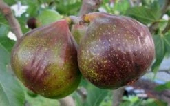 Olympian Cold Hardy Fig Tree - 2 Gallon Pot -Breeze Sprout Sales Fig Olympain 2