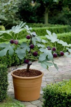 Texas Everbearing Fig Tree - 1 Gallon Pot -Breeze Sprout Sales Fig Texas Everbearing 13 2