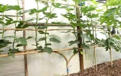 Texas Everbearing Fig Tree - 6 Pack Of 1 Gallon Pots -Breeze Sprout Sales Fig Texas Everbearing 6