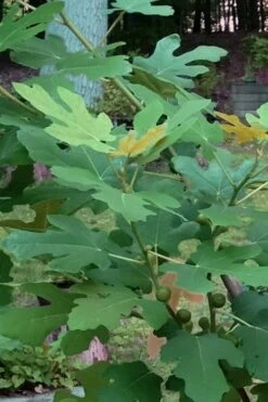 Texas Everbearing Fig Tree - 3 Gallon Pot -Breeze Sprout Sales Fig Texas Everbearing 7 1