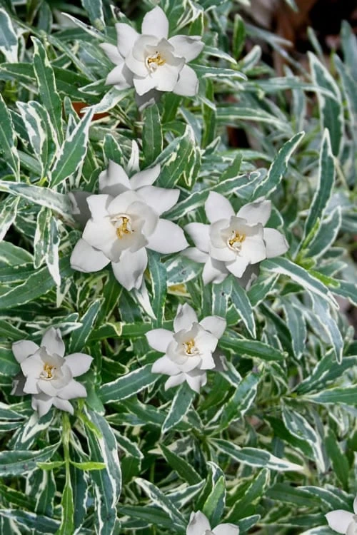 Variegated Creeping Dwarf Gardenia - 1 Gallon Pot 1 Variegated Creeping Dwarf Gardenia - 1 Gallon Pot