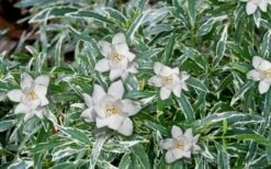 Variegated Creeping Dwarf Gardenia - 1 Gallon Pot 7 Variegated Creeping Dwarf Gardenia - 1 Gallon Pot -Breeze Sprout Sales Gardenia Dwarf Radicans Variegated 3