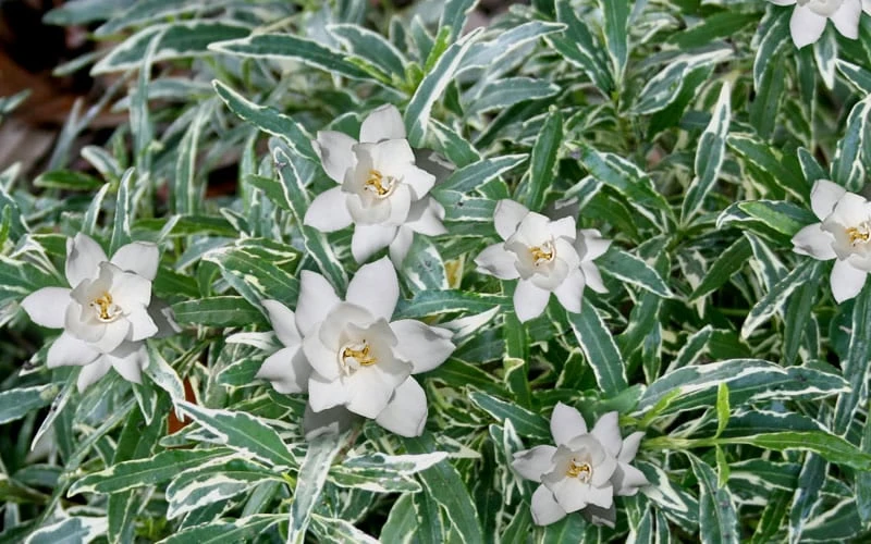 Variegated Creeping Dwarf Gardenia - 1 Gallon Pot 4 Variegated Creeping Dwarf Gardenia - 1 Gallon Pot - Image 4