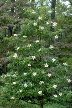 Sweet Tea Mountain Gordlinia - 5 Gallon Pot -Breeze Sprout Sales Gordlinia Sweet Tea 12 1