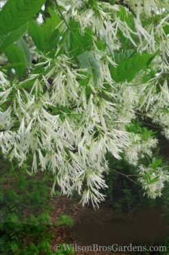 Grancy Graybeard - White Fringe Tree - 3 Gallon Pot -Breeze Sprout Sales Grancy Graybeard Tree 30