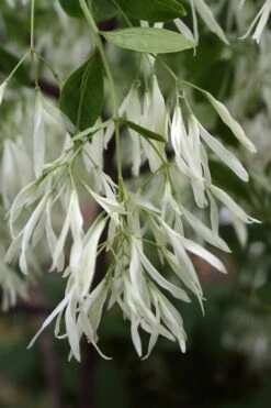 Grancy Graybeard - White Fringe Tree - 7 Gallon Pot (2-3') -Breeze Sprout Sales Grancy Graybeard Tree 32 1