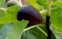 Black Mission Fig Tree - 1 Gallon Pot -Breeze Sprout Sales Grape Black Mission 50