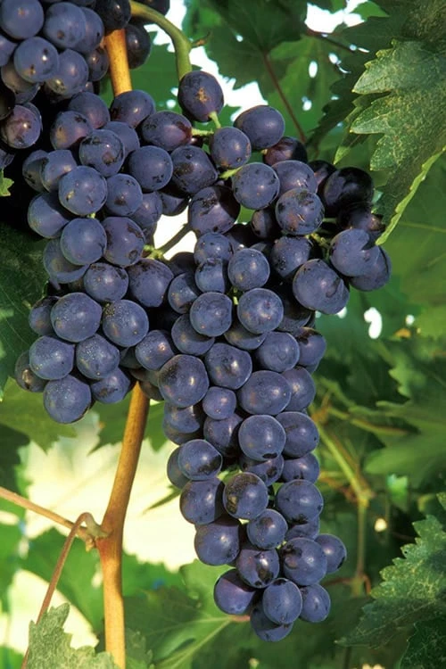 Concord Grape Vine - 2 Gallon Pot 1 Concord Grape Vine - 2 Gallon Pot