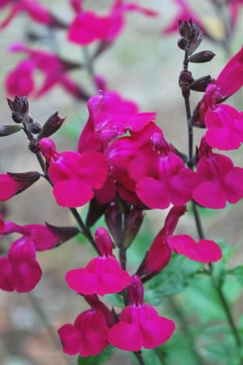 Heatwave Brilliance Salvia (Sage) - 1 Gallon Pot 6 Heatwave Brilliance Salvia (Sage) - 1 Gallon Pot - Image 6