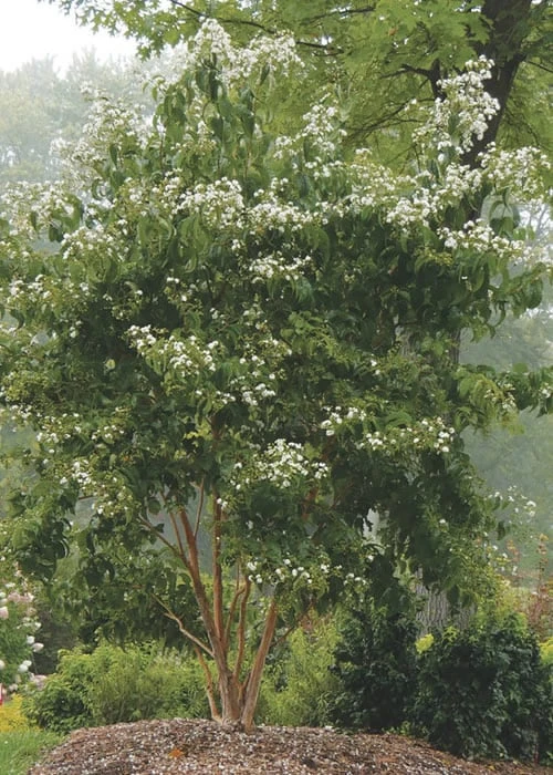 Temple Of Bloom Seven-son Flower (Heptacodium Miconioides) - 3 Pack Of Quart Pots 6 Temple Of Bloom Seven-son Flower (Heptacodium Miconioides) - 3 Pack Of Quart Pots - Image 6