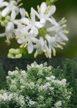 Temple Of Bloom Seven-son Flower (Heptacodium Miconioides) - 3 Pack Of Quart Pots 11 Temple Of Bloom Seven-son Flower (Heptacodium Miconioides) - 3 Pack Of Quart Pots -Breeze Sprout Sales Heptacodium Temple Of Bloom 5