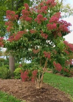 Temple Of Bloom Seven-son Flower (Heptacodium Miconioides) - 3 Pack Of Quart Pots 10 Temple Of Bloom Seven-son Flower (Heptacodium Miconioides) - 3 Pack Of Quart Pots -Breeze Sprout Sales Heptacodium Temple Of Bloom 8