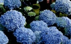 Big Daddy Hydrangea - 1 Gallon Pot -Breeze Sprout Sales Hydrangea Big Daddy 2