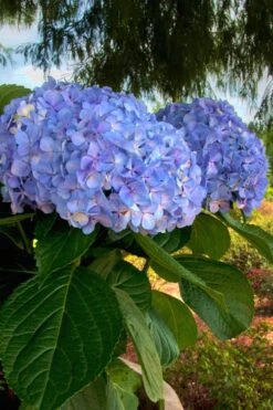 Big Daddy Hydrangea - 1 Gallon Pot -Breeze Sprout Sales Hydrangea Big Daddy 500x750 3