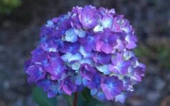 Bloomstruck Endless Summer Hydrangea - 3 Gallon Pot 9 Bloomstruck Endless Summer Hydrangea - 3 Gallon Pot -Breeze Sprout Sales Hydrangea Bloomstruck Bloom 1