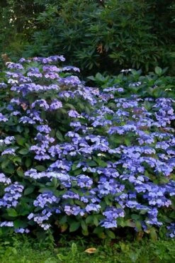 Blue Wave Lacecap Hydrangea - 3 Gallon Pot 13 Blue Wave Lacecap Hydrangea - 3 Gallon Pot -Breeze Sprout Sales Hydrangea Blue Wave 1