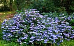 Blue Wave Lacecap Hydrangea - 3 Gallon Pot 12 Blue Wave Lacecap Hydrangea - 3 Gallon Pot -Breeze Sprout Sales Hydrangea Blue Wave 2