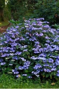 Blue Wave Lacecap Hydrangea - 3 Gallon Pot 11 Blue Wave Lacecap Hydrangea - 3 Gallon Pot -Breeze Sprout Sales Hydrangea Blue Wave 3