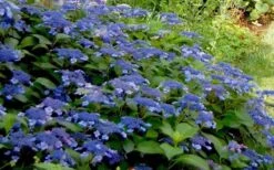 Bluebird Hydrangea - 1 Gallon Pot -Breeze Sprout Sales Hydrangea Bluebird 3 1