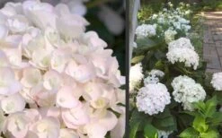 Blushing Bride Endless Summer Hydrangea - 1 Gallon Pot 9 Blushing Bride Endless Summer Hydrangea - 1 Gallon Pot -Breeze Sprout Sales Hydrangea Blushing Bride 1
