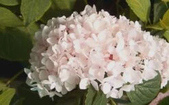 Blushing Bride Endless Summer Hydrangea - 2 Gallon Pot -Breeze Sprout Sales Hydrangea Blushing Bride 2