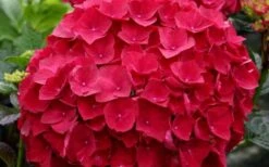 Cardinal Red Hydrangea - 6 Pack Of 1 Gallon Pots -Breeze Sprout Sales Hydrangea Cardinal