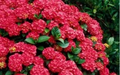 Cardinal Red Hydrangea - 3 Gallon Pot -Breeze Sprout Sales Hydrangea Cardinal Shrub In Bloom 2