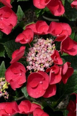 Cherry Explosion Hydrangea - 3 Gallon Pot